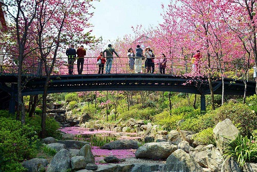 苏州丽水度假村的樱花树景观带(图1)